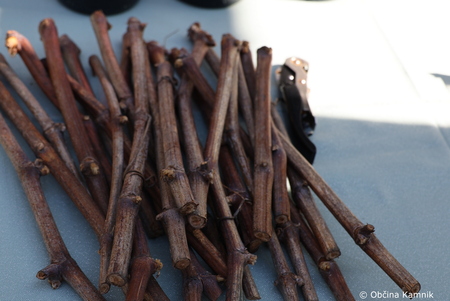 Rez kamniške trte, ki je potomka najstarejše vinske trte (14)